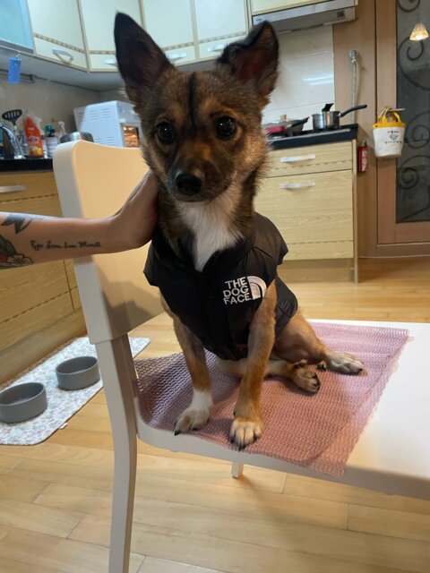 The Dog Face Retro Nuptse Bodywarmer