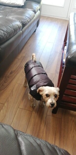 The Dog Face Retro Nuptse Bodywarmer