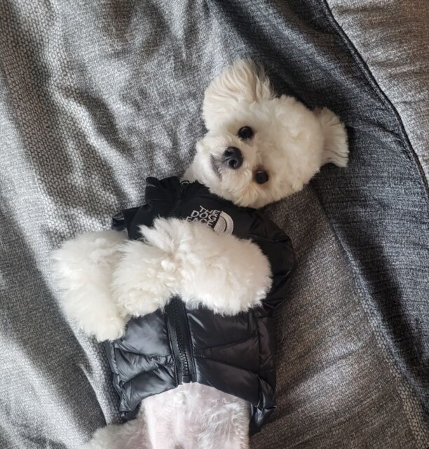 The Dog Face Retro Nuptse Bodywarmer
