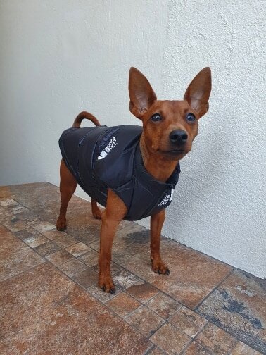 The Dog Face Retro Nuptse Bodywarmer