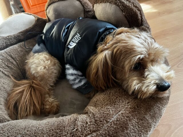 The Dog Face Retro Nuptse Bodywarmer