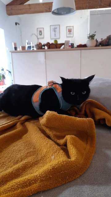 Harnais pour chat | HarnessCat™ + Laisse offerte
