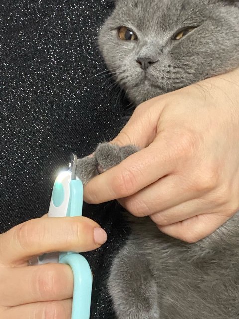 Coupe griffe chat | CutCat™