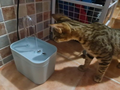 Fontaine à eau pour chat | CatWater™