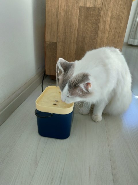 Fontaine à eau pour chat | CatWater™