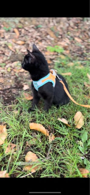 Harnais pour chat | HarnessCat™ + Laisse offerte