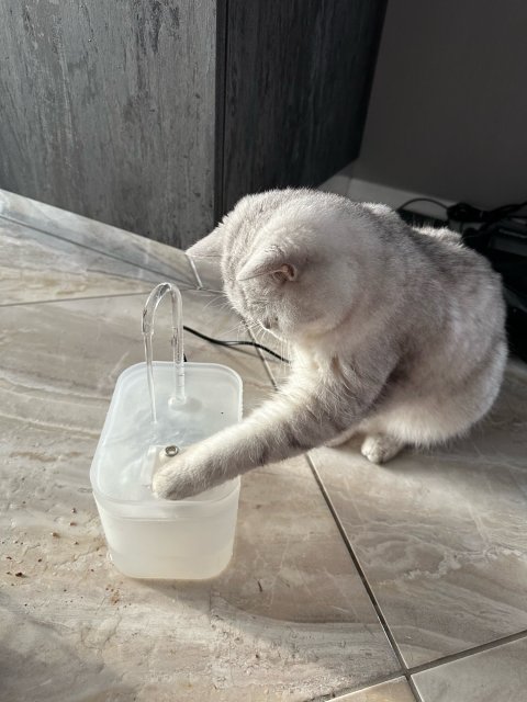 Fontaine à eau pour chat | CatWater™