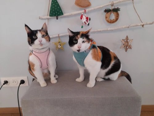Harnais pour chat | HarnessCat™ + Laisse offerte
