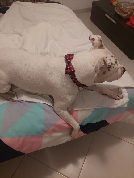 Collier pour Chien | Papinoel™