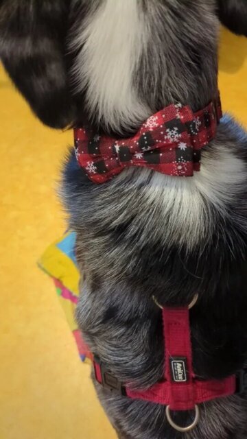 Collier pour Chien | Papinoel™