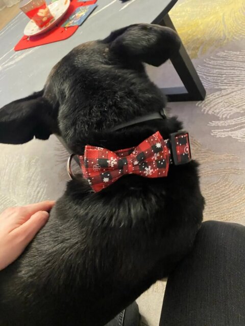 Collier pour Chien | Papinoel™