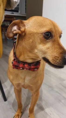 Collier pour Chien | Papinoel™