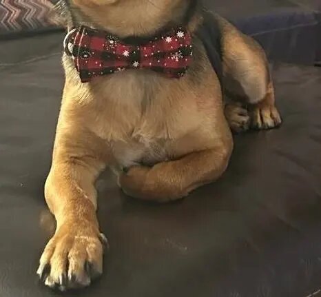 Collier pour Chien | Papinoel™
