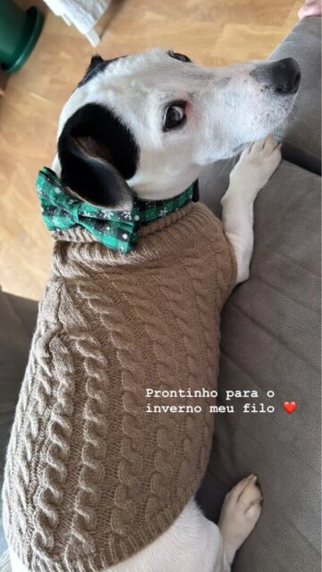 Collier pour Chien | Papinoel™