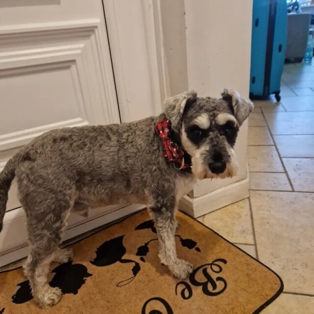 Collier pour Chien | Papinoel™