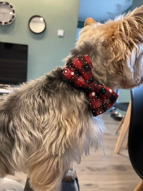 Collier pour Chien | Papinoel™
