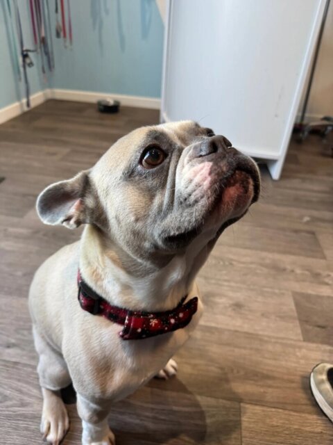 Collier pour Chien | Papinoel™