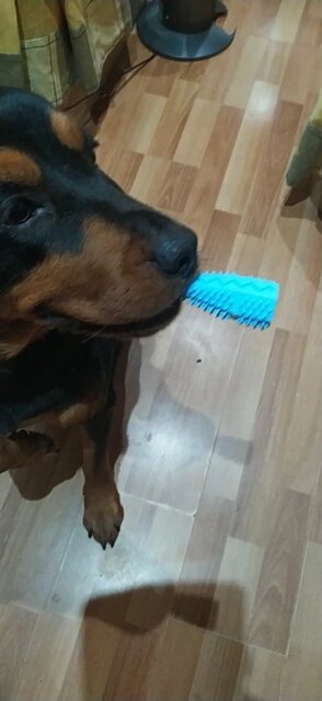 Toothbrush Teeth Cleaning Stick Dog Chewing Toys