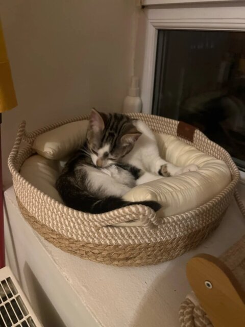 Panier pour chat | Rotin