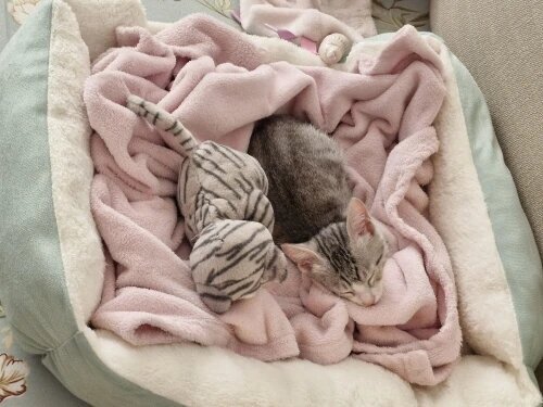 Lit pour chat | Apaisant