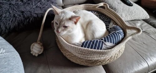 Panier pour chat | Rotin