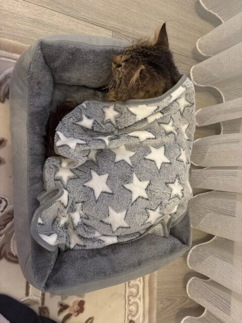 Lit pour chat | Apaisant