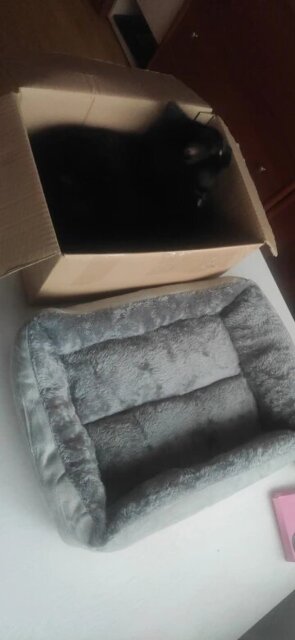 Lit pour chat | Apaisant