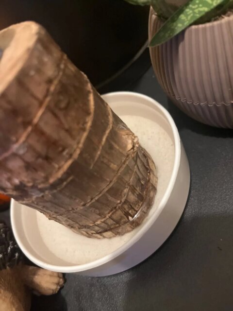 Lucky Brazilian Wood Plant
