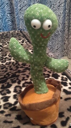 Dancing cactus