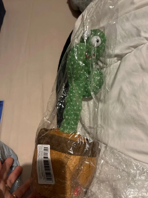 Dancing cactus