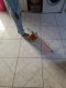jouet enfant 4 ans-Mchine a Sauter