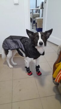 THERMO™ Reflective Dog Coat review