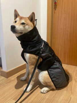 THERMO™ Reflective Dog Coat review