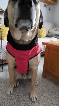 THERMO™ Reflective Dog Coat review