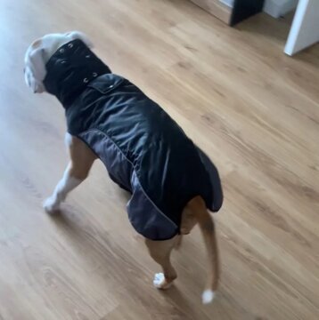 THERMO™ Reflective Dog Coat review