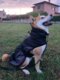 THERMO™ Reflective Dog Coat