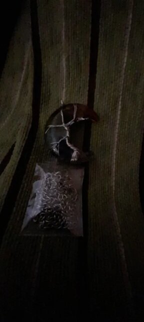 Collier arbre de vie | Clair de lune