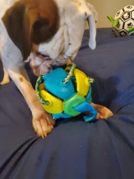 Balle pour chien - Extraballe™ magique 2 en 1 review