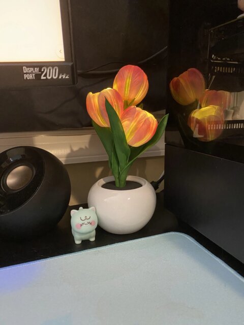 Glowing Tulip Lamp
