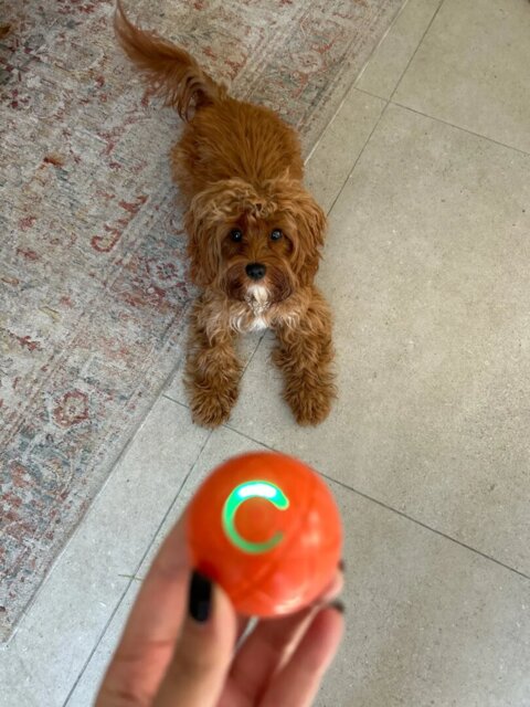 Smart Interactive Pet Toy Ball