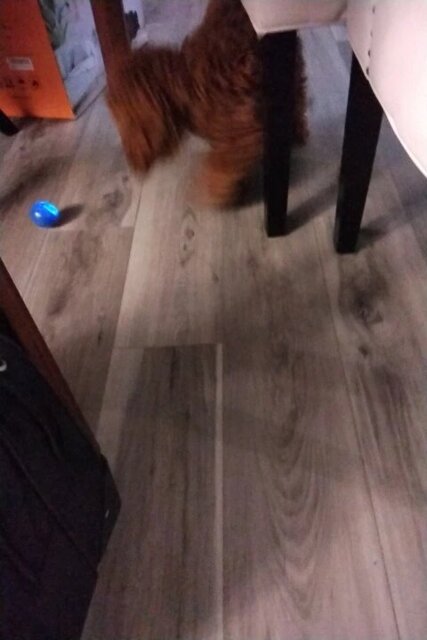 Smart Interactive Pet Toy Ball