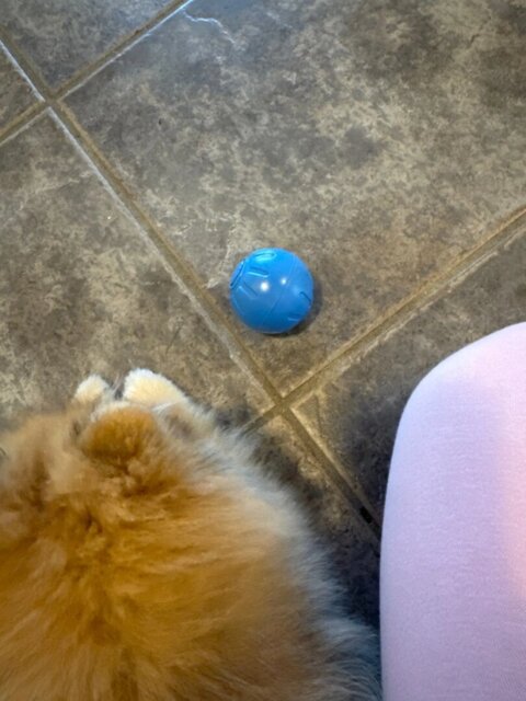 Smart Interactive Pet Toy Ball