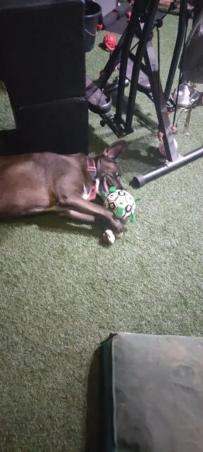 Chewie Viral Doggie Ball