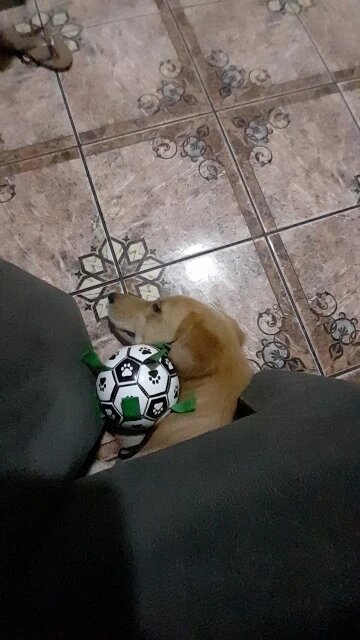 Chewie Viral Doggie Ball