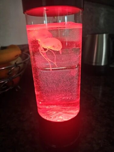 Velaro™ JellyGlow - Colorful Jellyfish Lamp