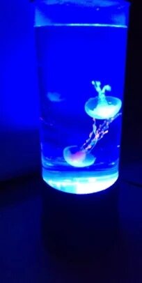 Velaro™ JellyGlow - Colorful Jellyfish Lamp