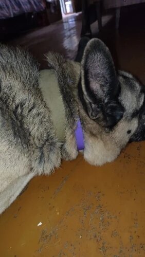 DrPawsShop™ 8 Months Flea and Tick Free Collar