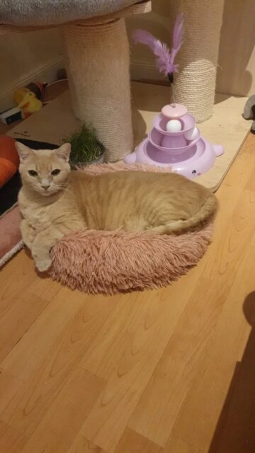 DrPawsShop™ Calming Cloud Pet Bed
