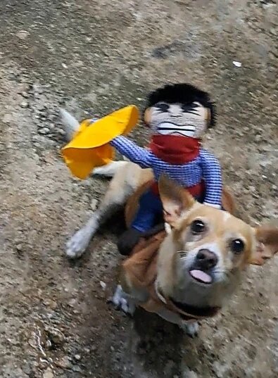 HUNYA Costumes D'halloween Pour Chien, Costume De Cavalier De Cowboy Pour Chien, Cosplay Pour Animaux De Compagnie, Vêtements D'équitation De Chevalier, Accessoires Pour Animaux De Compagnie