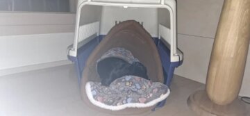 ANN.NUK - GÜNSTIGE KATZEN UND HUNDEHÖHLE review